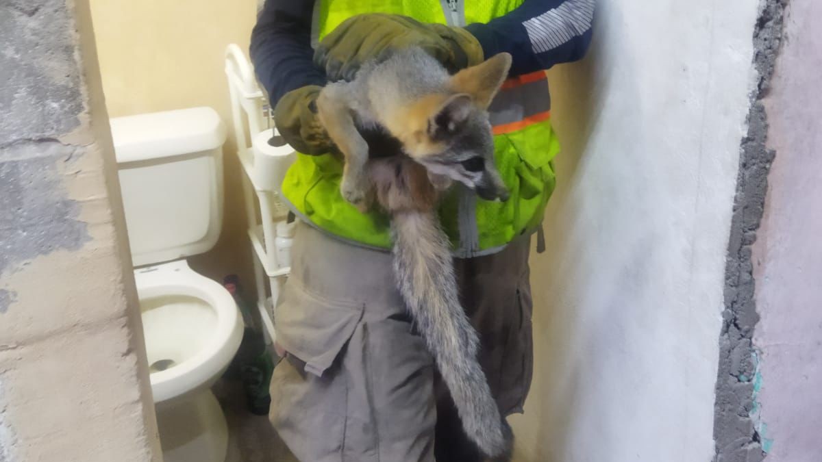 Durante la noche del jueves, un zorro silvestre fue rescatado de una vivienda de la colonia José R. Mijares de Torreón.