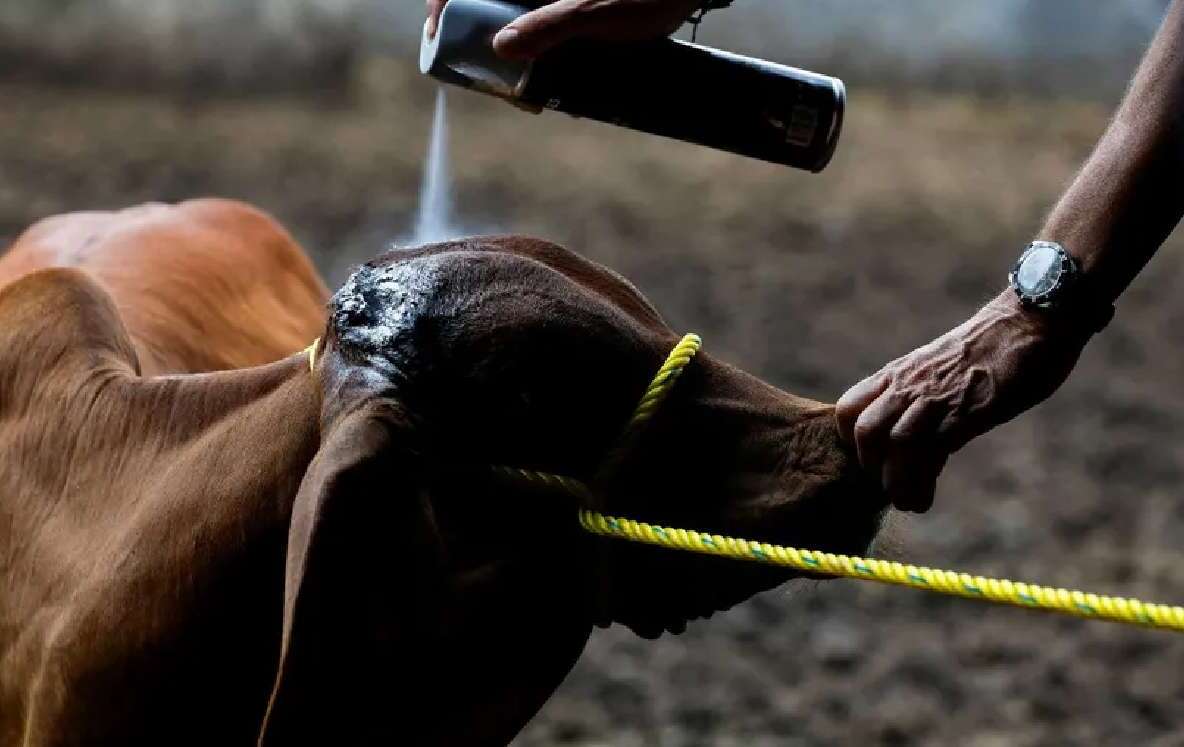 Gusano barrenador Nuevo León: Sanciones para quienes oculten casos| Telediario México
