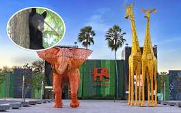 El Gobierno de Nuevo León destituyó al director del Zoológico La Pastora y confirmó el delicado estado de salud de la osa Mina.