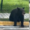 El oso sorprendió al trabajador que se encontraba en un servicio de mantenimiento