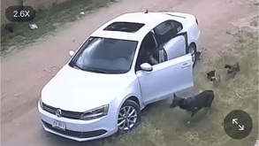 Un video que comenzó a circular en redes sociales ha generado una ola de indignación entre usuarios y defensores de los derechos animales.