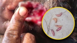 Al menos cuatro reces ya han sido afectadas por esta plaga que, según temen, podría llegar a la fauna silvestre o mascotas.