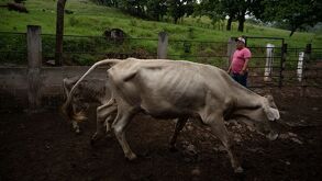 El gobierno de Puebla implementó un cerco zoosanitario en la Sierra Negra tras reportes de gusano barrenador en Tlacotepec.