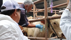 La cercanía de Tlacotepec con los estados de Veracruz y Oaxaca favorece la reproducción de la mosca transmisora de la larva, debido a su clima tropical.