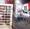 Perro ataca a mujer en Guadalajara