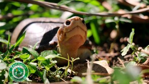 La primera cría de tortuga casquito de Vallarta nacida en cautiverio, especie microendémica de Jalisco, bajo cuidado profesional en el Zoológico Guadalajara.