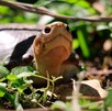 La primera cría de tortuga casquito de Vallarta nacida en cautiverio, especie microendémica de Jalisco, bajo cuidado profesional en el Zoológico Guadalajara.