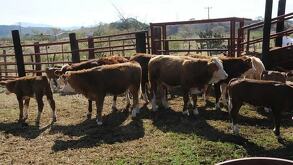 Sector agropecuario propone crear un C4 especializado en sanidad animal y vegetal en Nuevo León