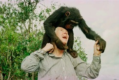 Jane Goodall chimpancés