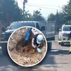 Colectivo Guerreros Buscadores localizó osamentas en Ixtlahuacán, una dentro de una casa habitada. Vecinos rentaban sin saber que vivían con un cadáver oculto.