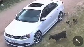 Una perrita y sus cachorros fueron abandonados en la vía pública en Aguascalientes, y el momento quedó captado en una cámara de vigilancia