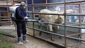 un hombre rocía insecticidas a ganado