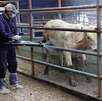 un hombre rocía insecticidas a ganado
