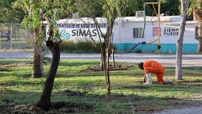 Reportan un avance al 95 por ciento en las las maniobras de retiro y trasplante de 97 árboles impactados por la obra del Sistema Vial Independencia-Abastos.