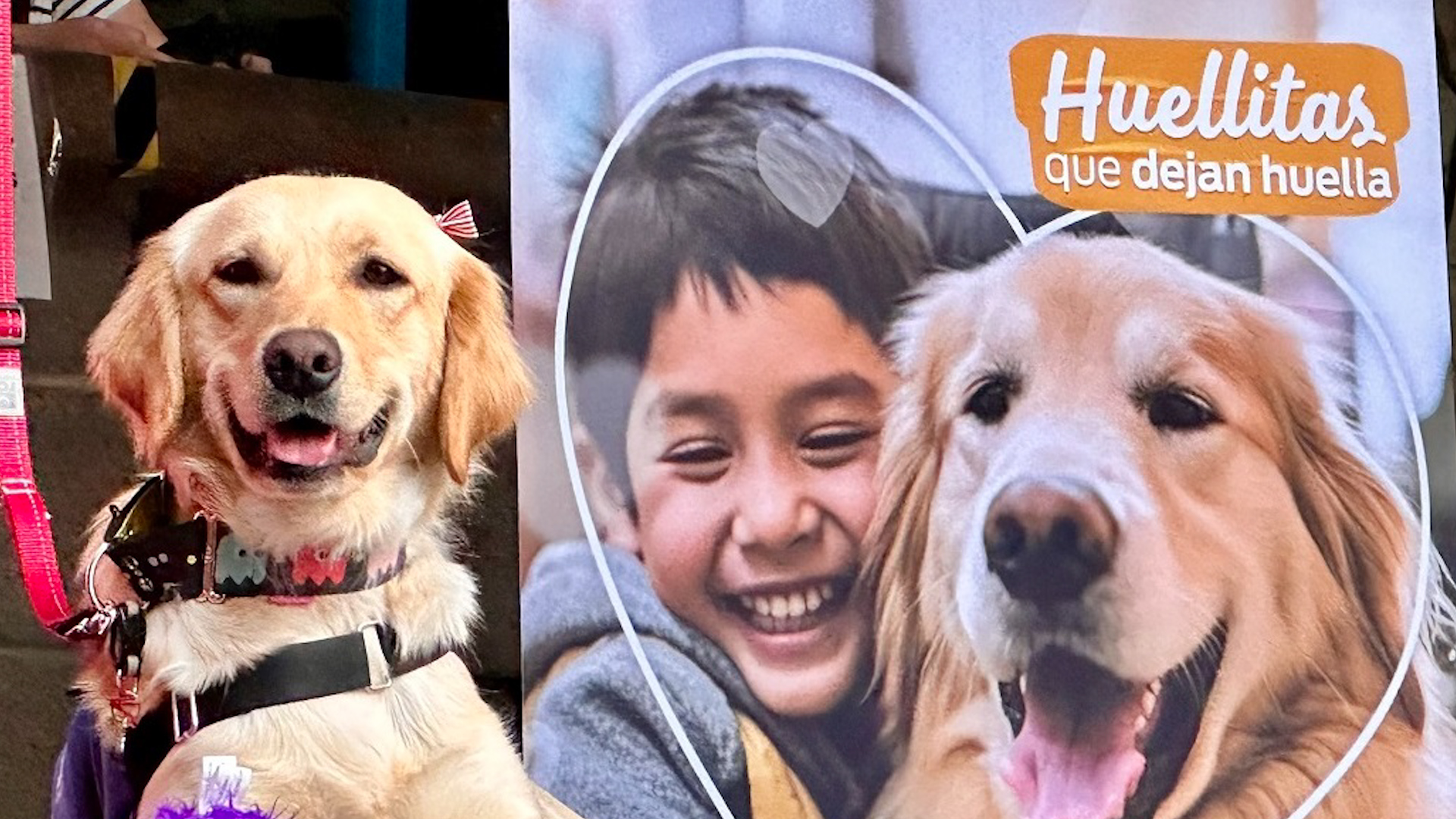 El Centro Médico ABC implementó el programa en colaboración de Purina y la Cenetec para asistir a pacientes críticos con la presencia de caninos.