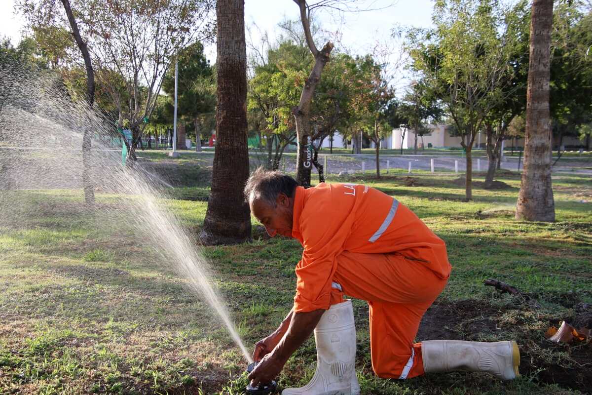 Reportan un avance al 95 por ciento en las las maniobras de retiro y trasplante de 97 árboles impactados por la obra del Sistema Vial Independencia-Abastos.