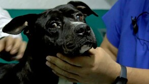 Tres personas fueron vinculadas a proceso por maltrato al perrito “Negrito” en Tonalá; la Fiscalía y colectivos protegen al animal y buscan justicia.