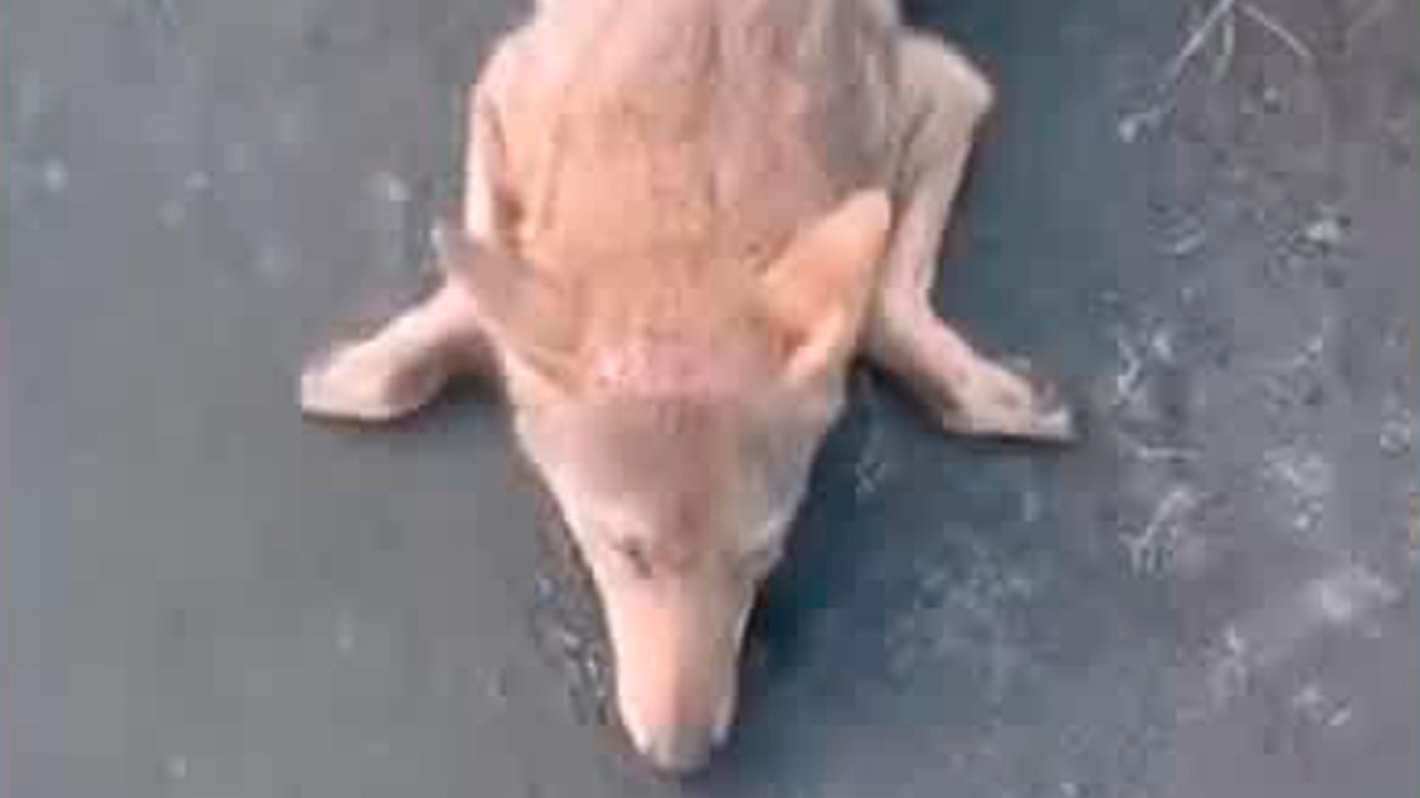 Un coyote fue atropellado en un tramo carretero de la Riviera Veracruzana, en Alvarado, hecho denunciado por activistas mediante un video en redes sociales.