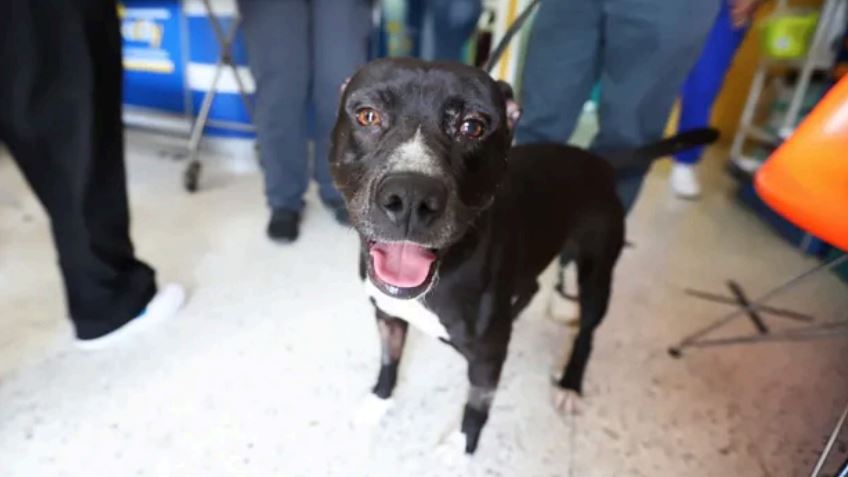 Tres personas fueron vinculadas a proceso por maltrato al perrito “Negrito” en Tonalá; la Fiscalía y colectivos protegen al animal y buscan justicia.