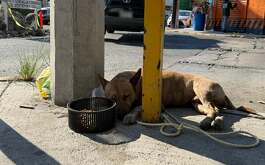 Un perrito que se encontraba amarrado a un poste fue rescatado por autoridades en presunto estado de abandono en Monterrey.
