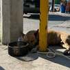 Un perrito que se encontraba amarrado a un poste fue rescatado por autoridades en presunto estado de abandono en Monterrey.
