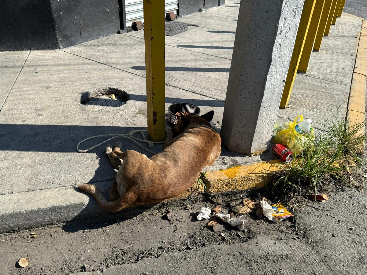 Un perrito que se encontraba amarrado a un poste fue rescatado por autoridades en presunto estado de abandono en Monterrey.