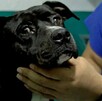 Tres personas fueron vinculadas a proceso por maltrato al perrito “Negrito” en Tonalá; la Fiscalía y colectivos protegen al animal y buscan justicia.