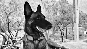 Entre 2020 y 2022, el canino colaboró en múltiples operativos tras fenómenos meteorológicos