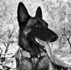 Entre 2020 y 2022, el canino colaboró en múltiples operativos tras fenómenos meteorológicos Entre 2020 y 2022, el canino colaboró en múltiples operativos tras fenómenos meteorológicos