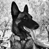 Entre 2020 y 2022, el canino colaboró en múltiples operativos tras fenómenos meteorológicos Entre 2020 y 2022, el canino colaboró en múltiples operativos tras fenómenos meteorológicos