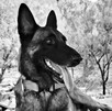 Entre 2020 y 2022, el canino colaboró en múltiples operativos tras fenómenos meteorológicos Entre 2020 y 2022, el canino colaboró en múltiples operativos tras fenómenos meteorológicos