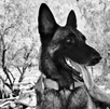 Entre 2020 y 2022, el canino colaboró en múltiples operativos tras fenómenos meteorológicos Entre 2020 y 2022, el canino colaboró en múltiples operativos tras fenómenos meteorológicos