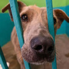 Diputadas locales de Morena y del Partido Verde presentaron iniciativas para castigar el maltrato, la crueldad y el abandono de animales.