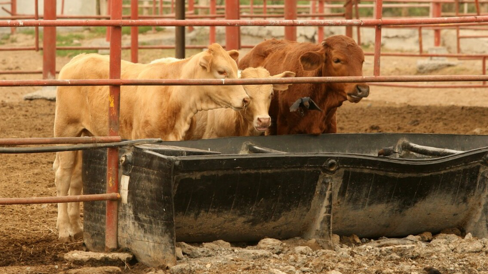El caso se detectó en una empresa dedicada a la producción y distribución de carne de res, mientras que el comité de Sanidad aseguró que fue detectado a tiempo.