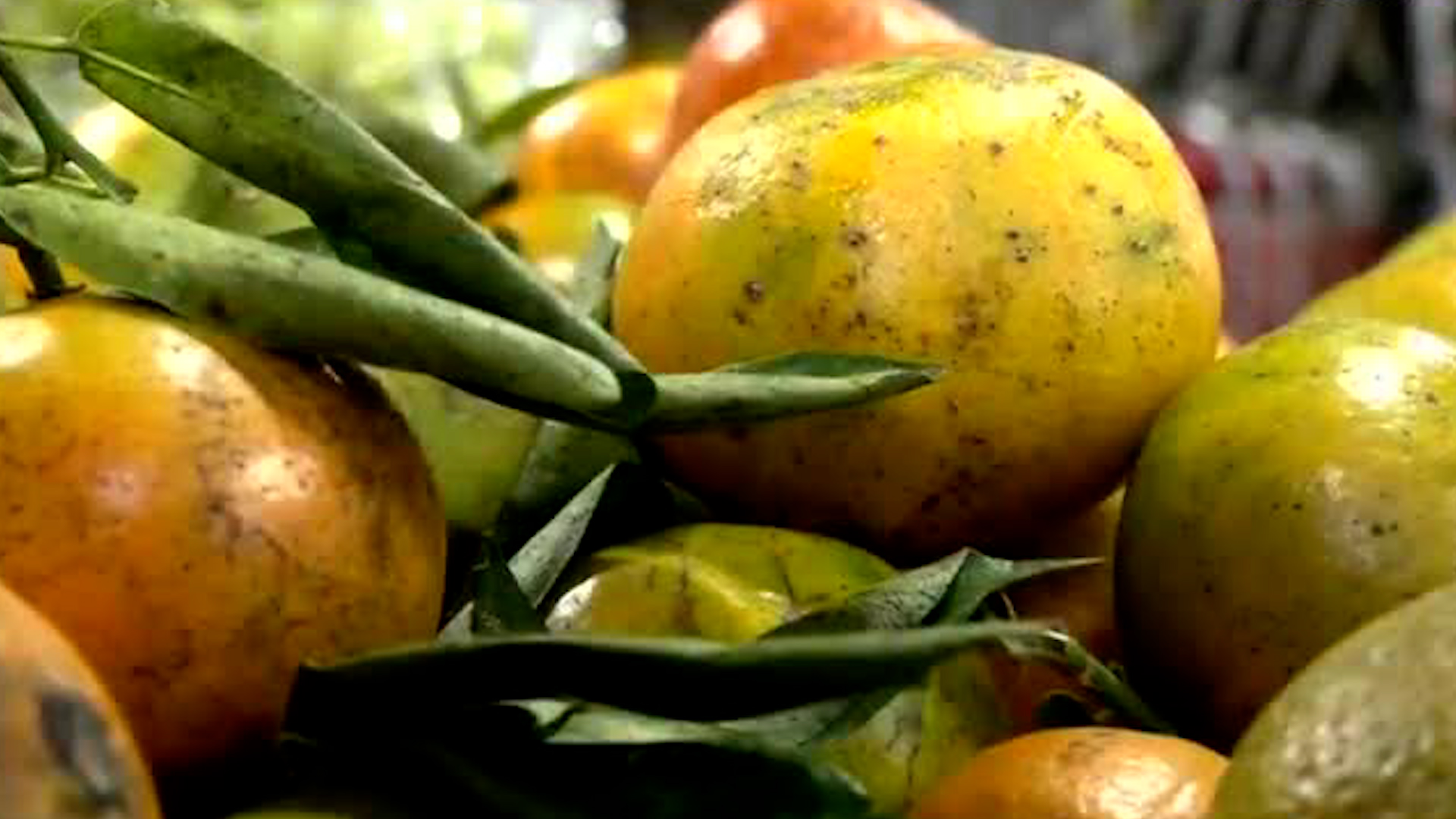 Con la llegada del otoño, llega también la mandarina, una fruta de temporada que se entrelaza particularmente con el Día de Muertos.