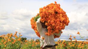 un hombre carga rollos de flor de cempasúchil
