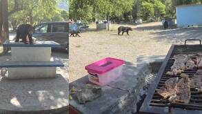 Osos en Bustamante, Nuevo León