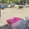 Osos en Bustamante, Nuevo León Osos en Bustamante, Nuevo León