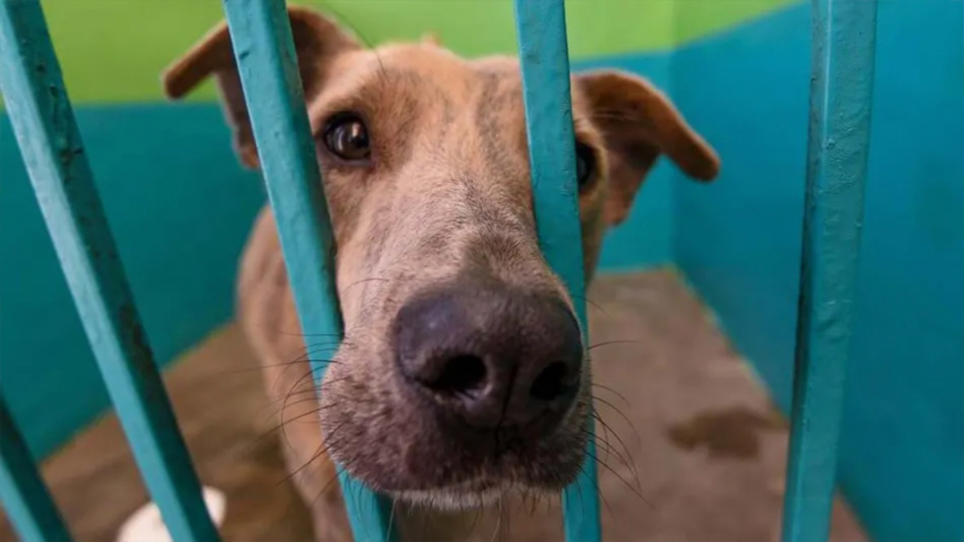 El Congreso de Nuevo León aprobó sancionar con hasta un año de prisión a quienes graben o difundan actos de maltrato animal.