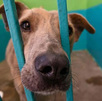 Diputadas locales de Morena y del Partido Verde presentaron iniciativas para castigar el maltrato, la crueldad y el abandono de animales.