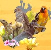 Descubre aquí las especies únicas que solo existen en Jalisco. Distinta flora y fauna que revelan la riqueza natural y el desafío de conservarlas.