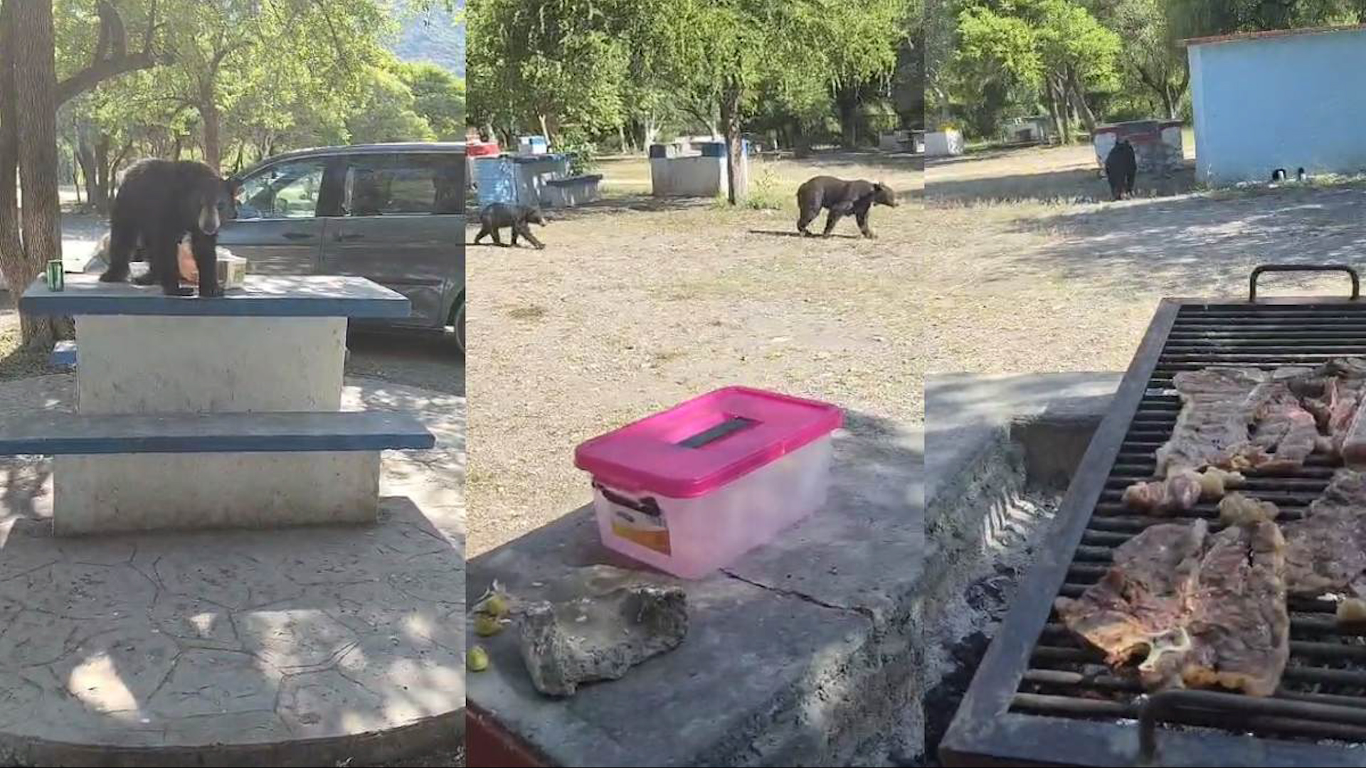 En videos captados por los propios asistentes, se observa cómo los animales llegan al área donde la familia estaba haciendo carne asada.