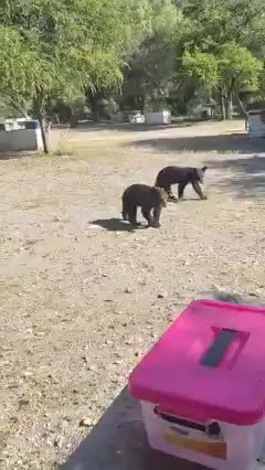 A pesar de la cercanía de los osos, los presentes lograron mantener la calma y ahuyentarlos en repetidas ocasiones.