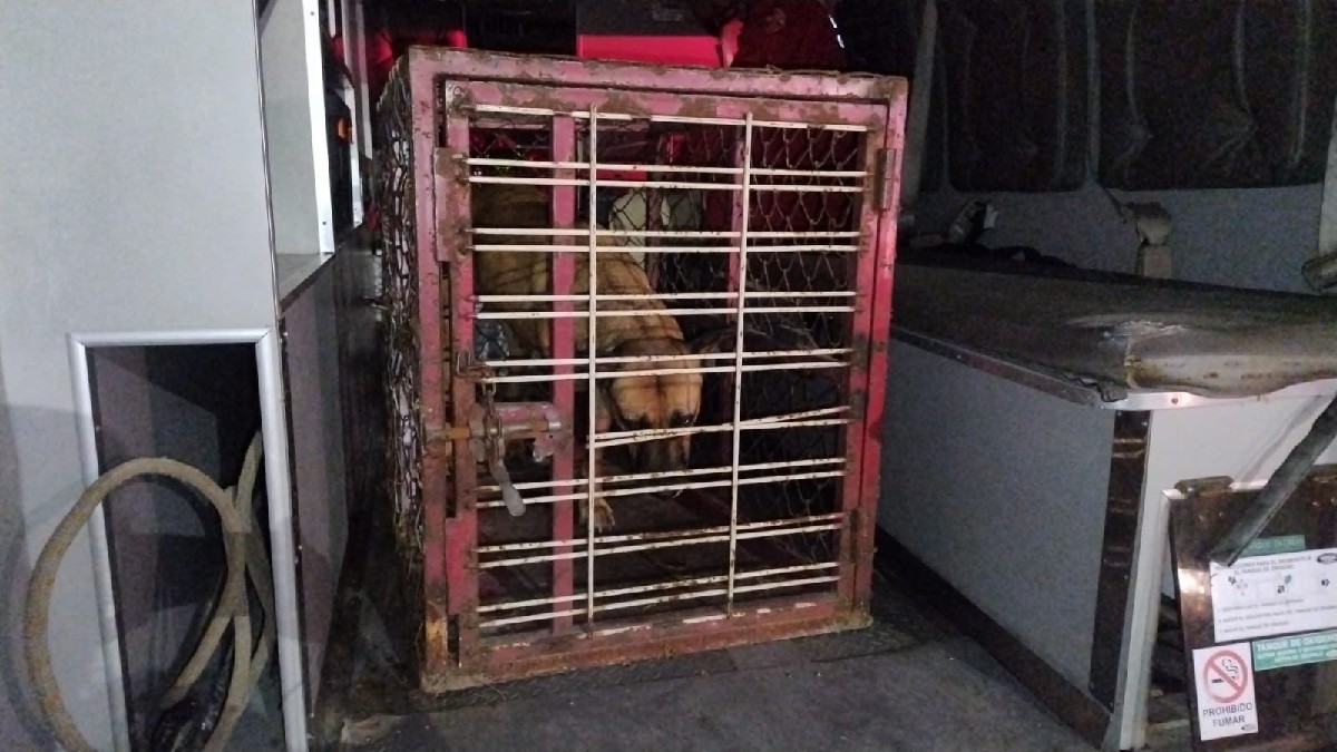 Un hombre de 65 años fue hallado muerto en Guadalajara; su leal perrita de tres patas permaneció junto al cuerpo protegiéndolo durante días.