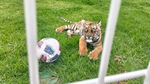 Policías regionales hallaron un tigre de bengala en cautiverio en Villa Hidalgo; la Profepa investiga posible posesión ilegal de esta especie en peligro.