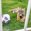 Policías regionales hallaron un tigre de bengala en cautiverio en Villa Hidalgo; la Profepa investiga posible posesión ilegal de esta especie en peligro.