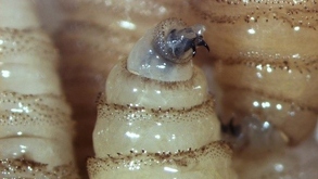 San Sebastián Tlacotepec, así como Zoquitlán son los municipios más azotados por el gusano barrenador con 17 y 9 casos, respectivamente.