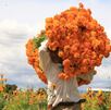 un hombre carga rollos de flor de cempasúchil