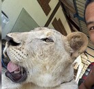 Leona del influencer Parinya Parkpoom en Tailandia escapa y ataca a personas. El creador de contenidos se disculpa mientras autoridades investigan.