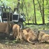 Un trabajador murió atacado por leones en el Safari World de Bangkok en Tailandia. El hecho abrió debate sobre seguridad y cautiverio animal.